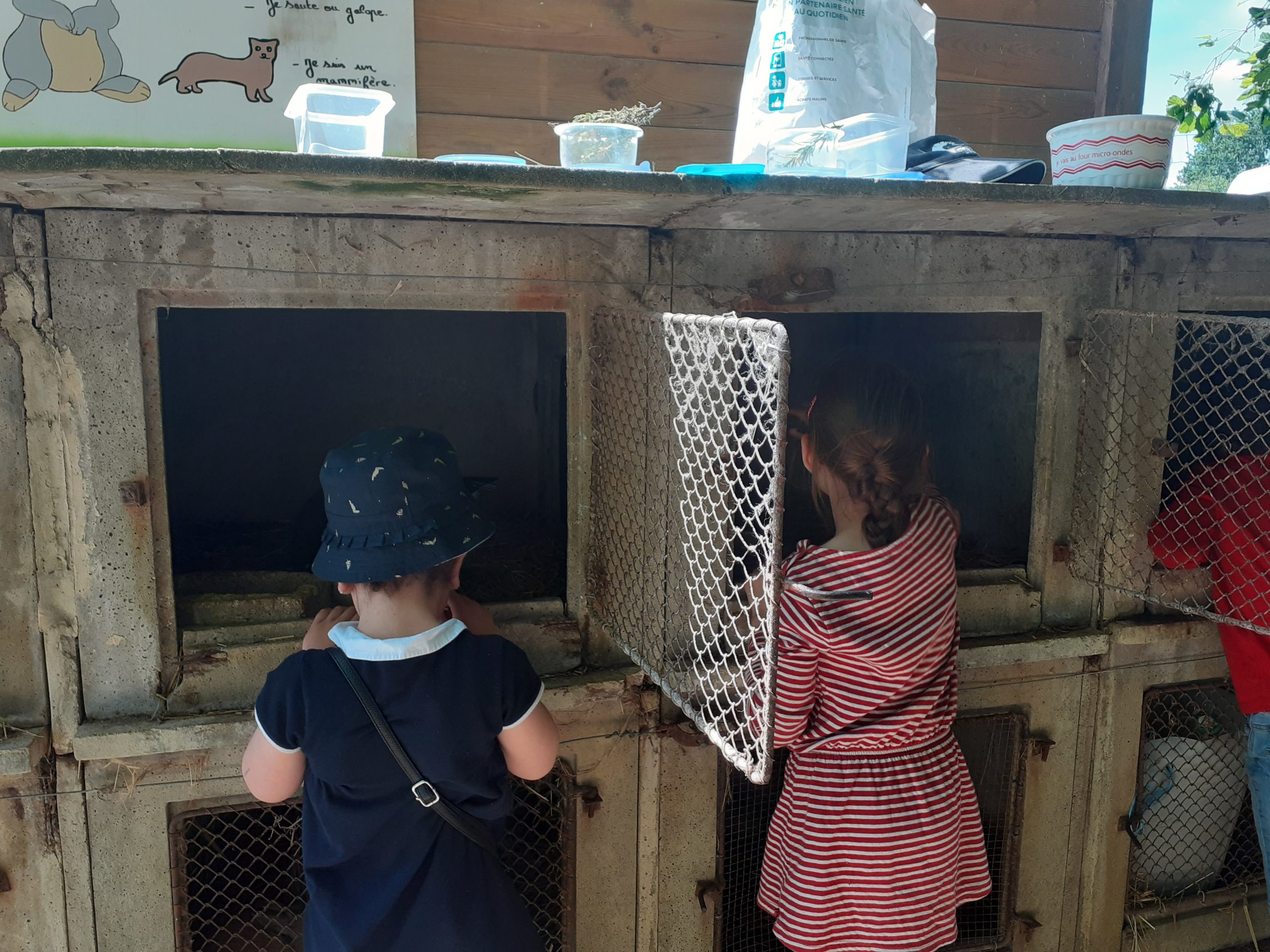 Des enfants devant des cages à lapin