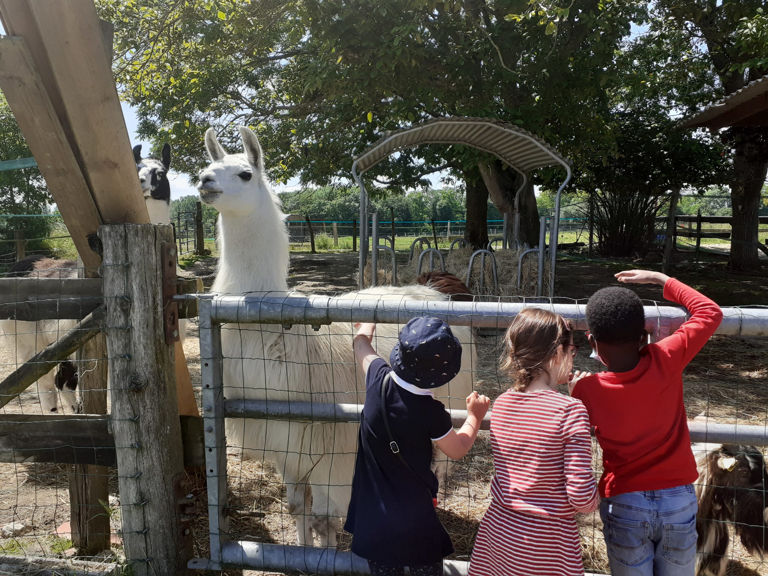 Des enfants devant un lama